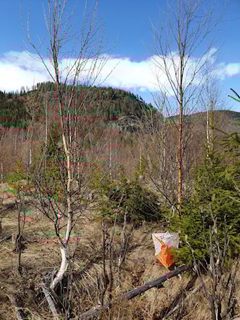 Oppdatert! - Runde 3 - Ål Camping 13.5.-18.5.2020